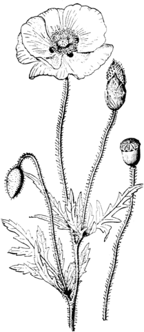 Corn Poppy Coloring page