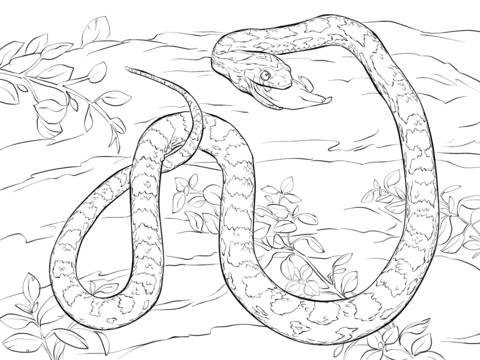 Corn Snake Devouring Dead Mouse Coloring page