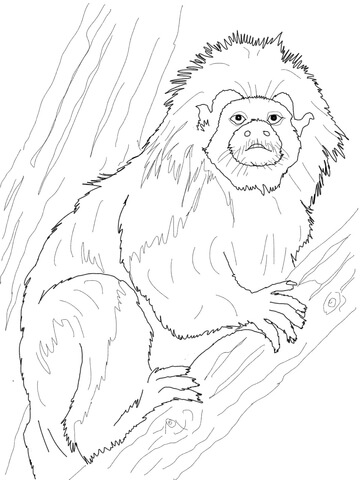Cotton Top Tamarin Coloring page