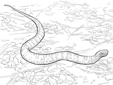 Cottonmouth Snake Coloring page