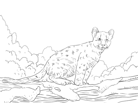 Cougar Baby Coloring page