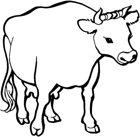 Cow 1 Coloring page