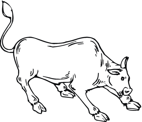 Bull 16 Coloring page