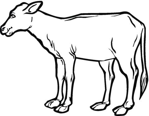 Cow calf Coloring page