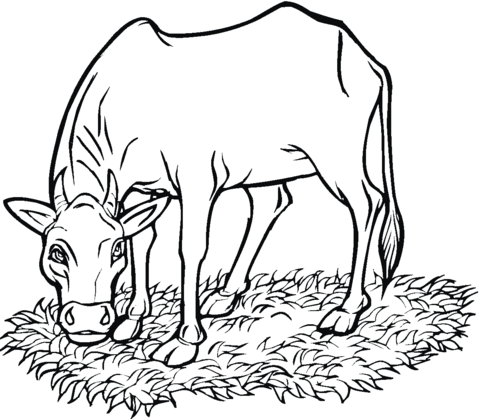Cow Eating Grass Coloring page