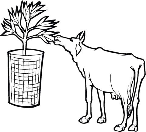 Cow Eat Leaf Coloring page