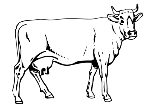 Cow Coloring page