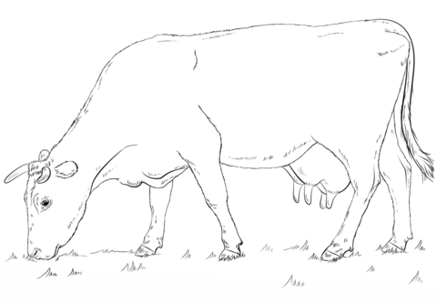 Grazing Cow Coloring page