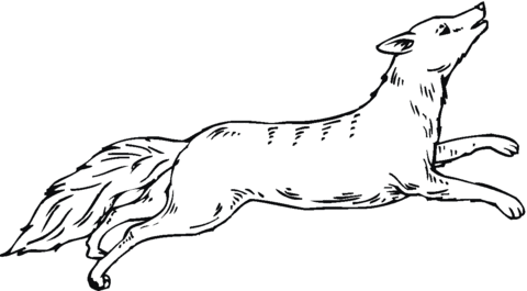 Coyote run Coloring page