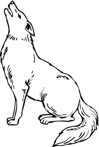 Coyote 9 Coloring page
