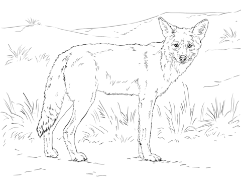 Coyote Coloring page