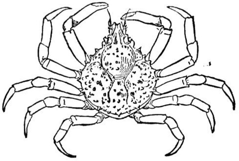 Spider Crab Coloring page