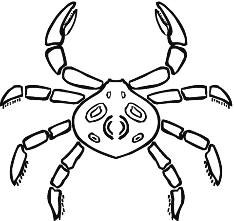 Crab that looks like a spider Coloring page