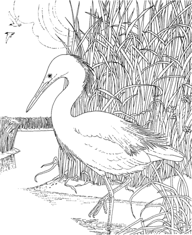 Whooping crane bird Coloring page