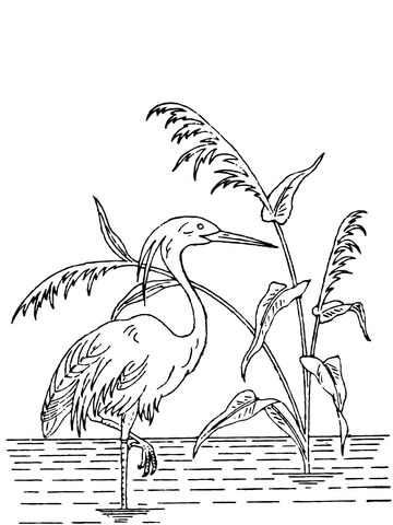 Crested Heron Coloring page