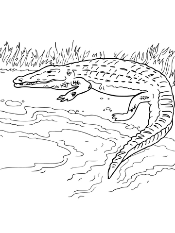 Crocodile On The River Bank Coloring page