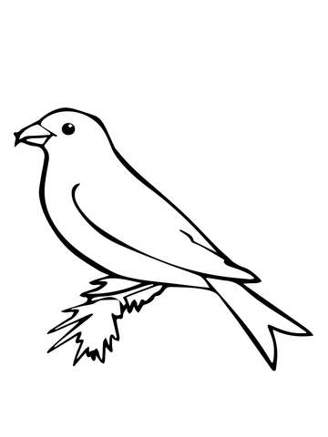 Crossbill Bird Coloring page