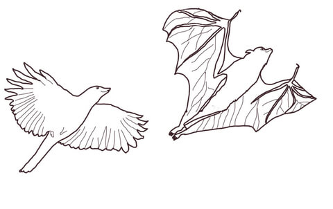 Crow Chasing Flying Fox Coloring page