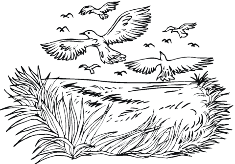 Crows Flock  Coloring page