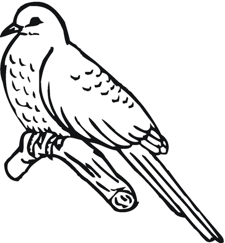 Cuckoo Bird  Coloring page