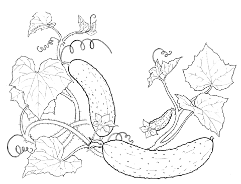 Cucumbers Coloring page