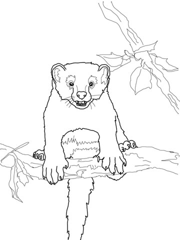 Curious Fisher Cat Coloring page