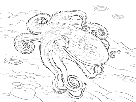 Curled Octopus Coloring page