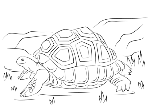 Cute Aldabra Giant Tortoise Coloring page