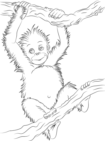 Cute Baby Orangutan Coloring page