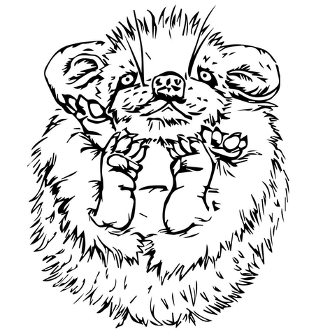 Cute Baby Porcupine Coloring page