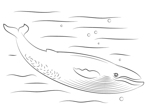 Cute Blue Whale Coloring page