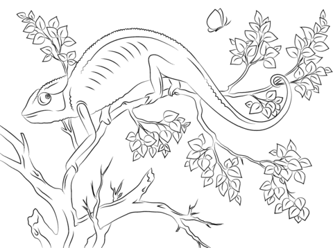 Cute Chameleon Coloring page