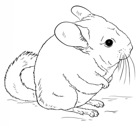 Cute long-tailed chinchilla Coloring page