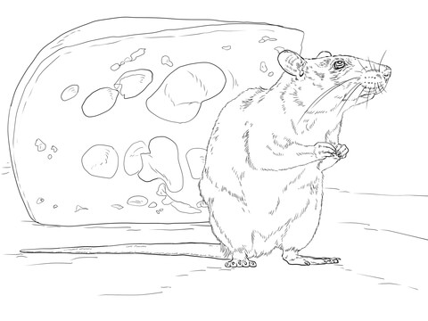 Brown Rat and Piece of Cheese Coloring page