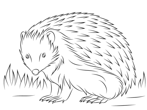 Cute European Hedgehog Coloring page