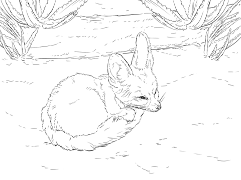 Fennec Fox curls up into a ball Coloring page