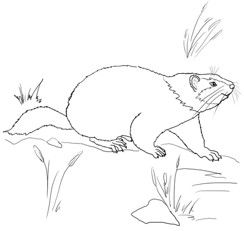 Cute Groundhog Coloring page