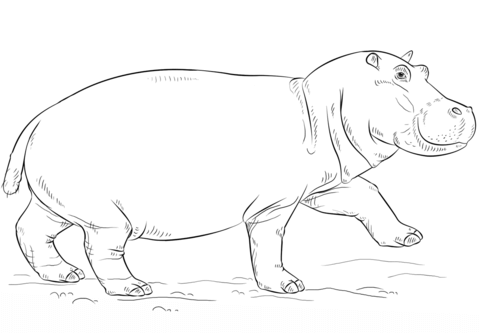 Cute Hippo Coloring page