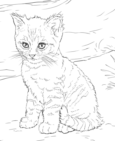 Cute Kitten Coloring page