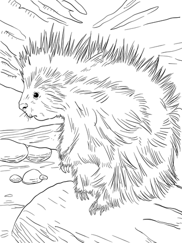Cute North American Porcupine Coloring page