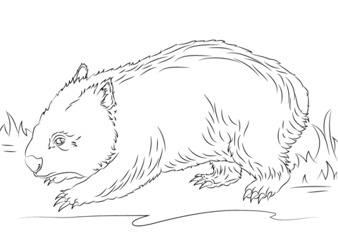 Cute Wombat Coloring page