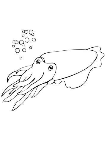 Cuttlefish Mollusca Coloring page