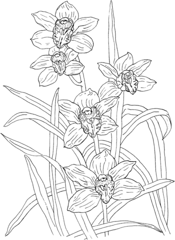 Cymbidium Rosanna Orchid Coloring page