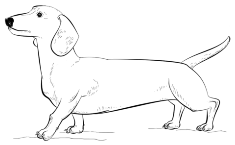 Dachshund dog Coloring page