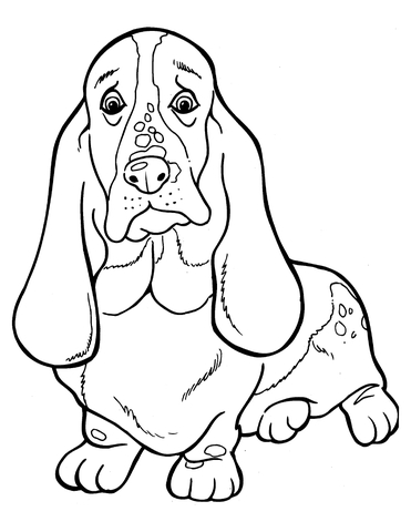 Basset Hound  Coloring page
