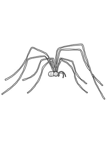 Daddy Long Legs Coloring page