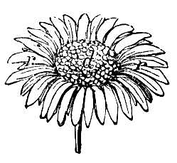 Lawn daisy or English daisy Coloring page