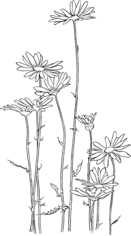 Oxeye daisy Coloring page