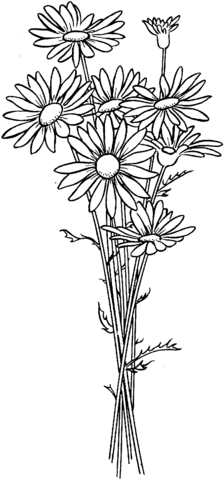 Daisies Coloring page