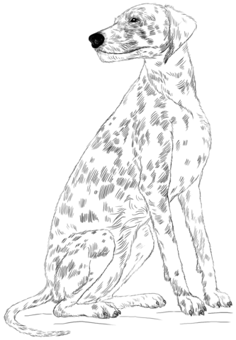 Dalmatian dog Coloring page